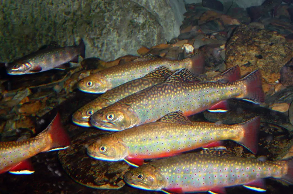 A school of brook trout with pale spots on olive backs and red-orange fins, facing upstream over a rocky stream bed