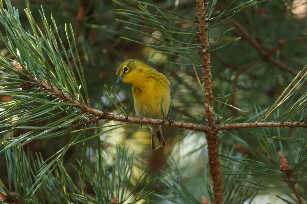 A yellow-green pine warbler perched on a branch