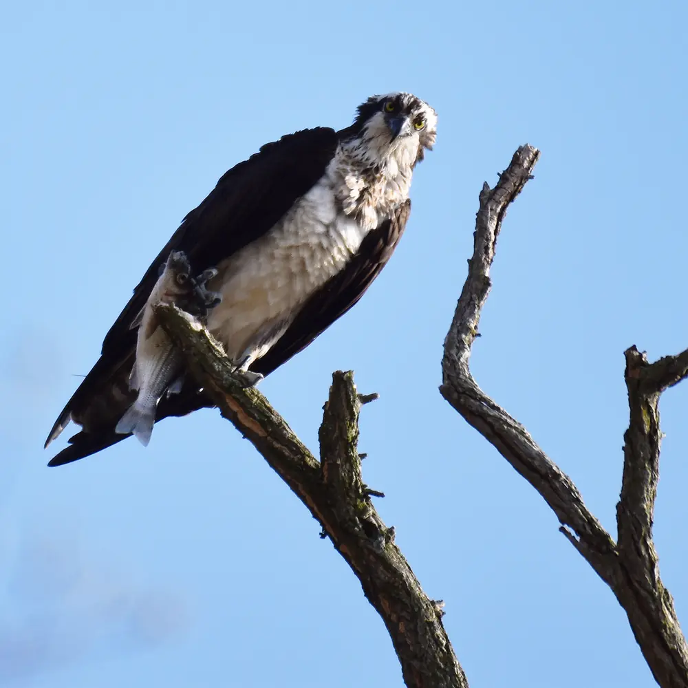 An osprey perched on a bare branch against blue sky, gripping a fish in its talons and looking at the camera