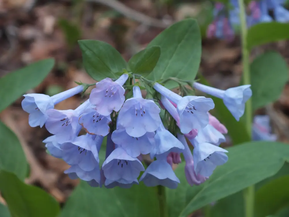 Clusters of blue and pink Virginia bluebell flowers hanging over green leaves on a woodland floor