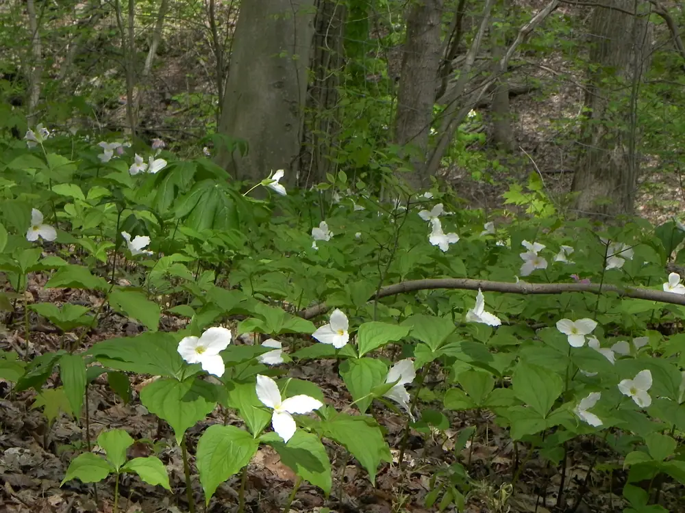 A large white three-petaled trillium flower above three broad green leaves