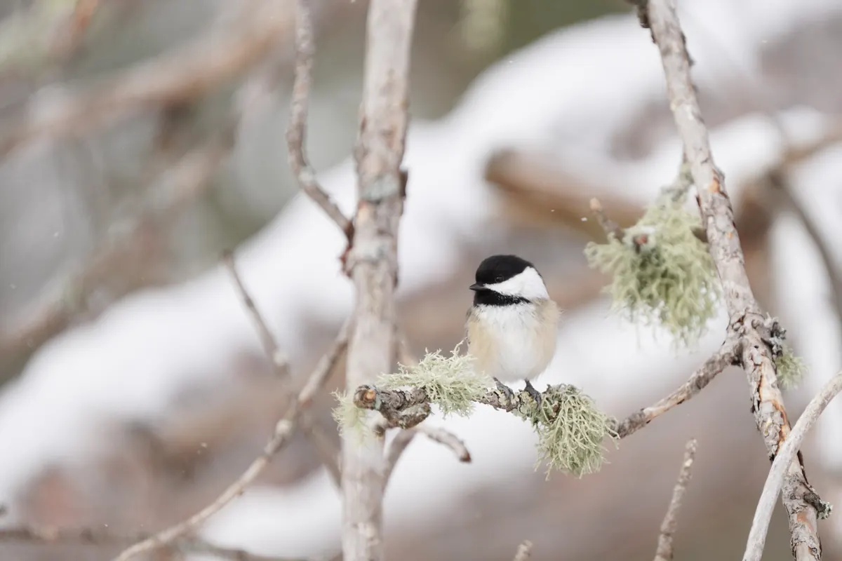 A black-capped chickadee with black cap and bib perched on a snow-covered pine branch