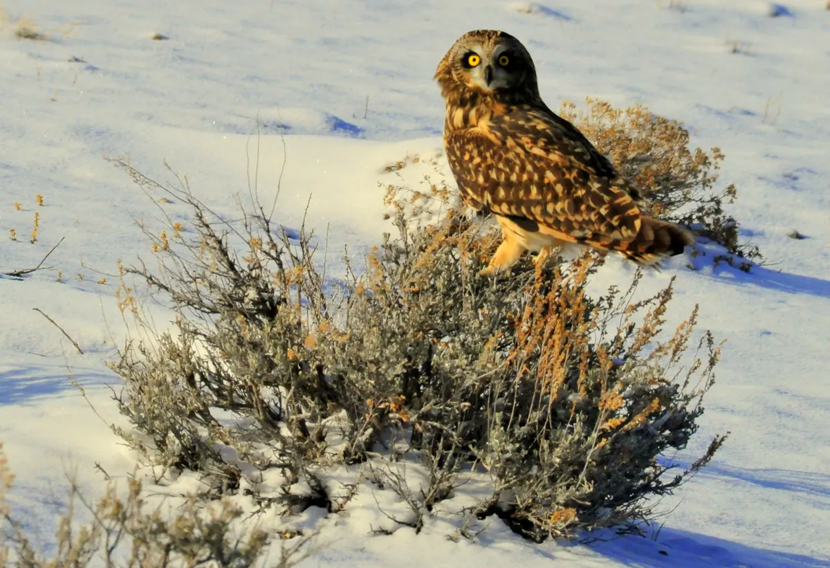 A streaked brown and buff short-eared owl with yellow eyes standing beside a sagebrush shrub on snow-covered ground in low winter sun
