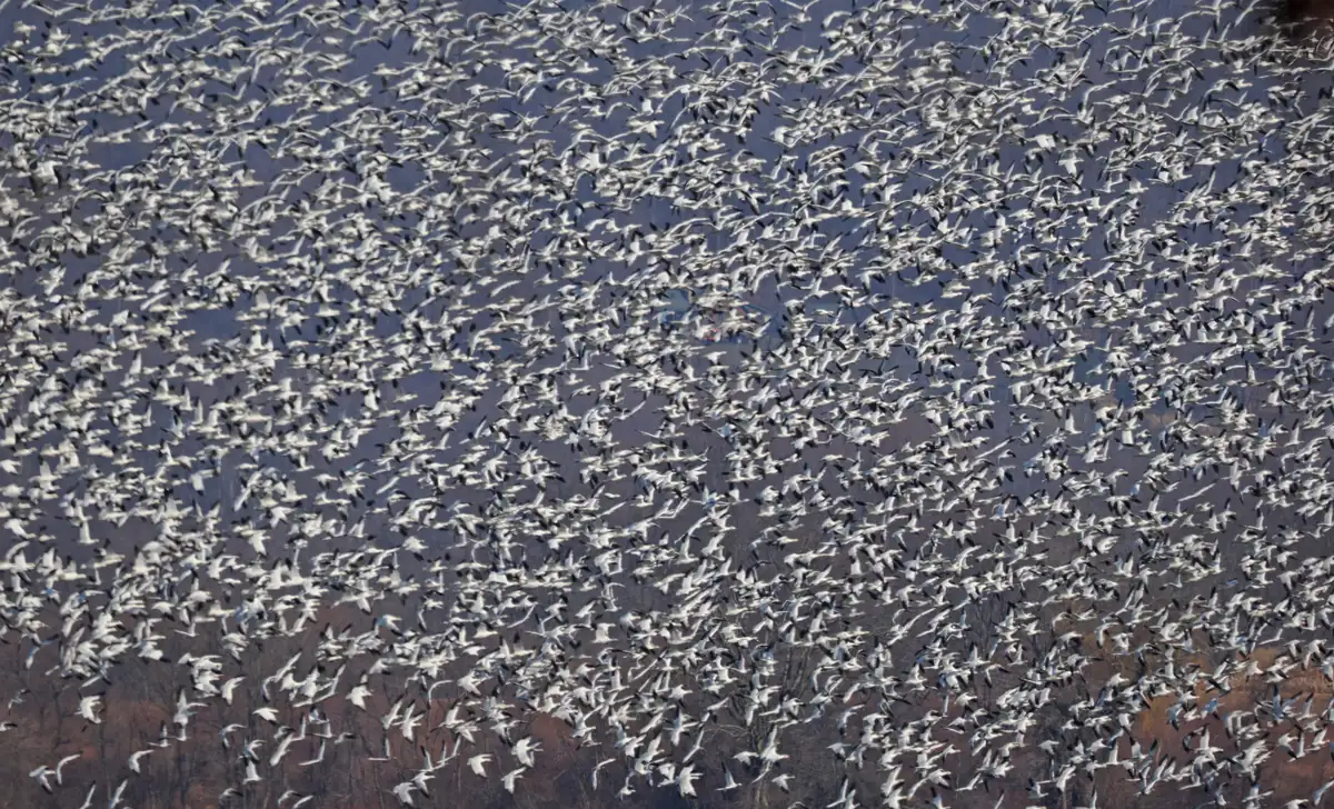 Thousands of white snow geese filling the sky in a dense, swirling flock above a brown winter landscape
