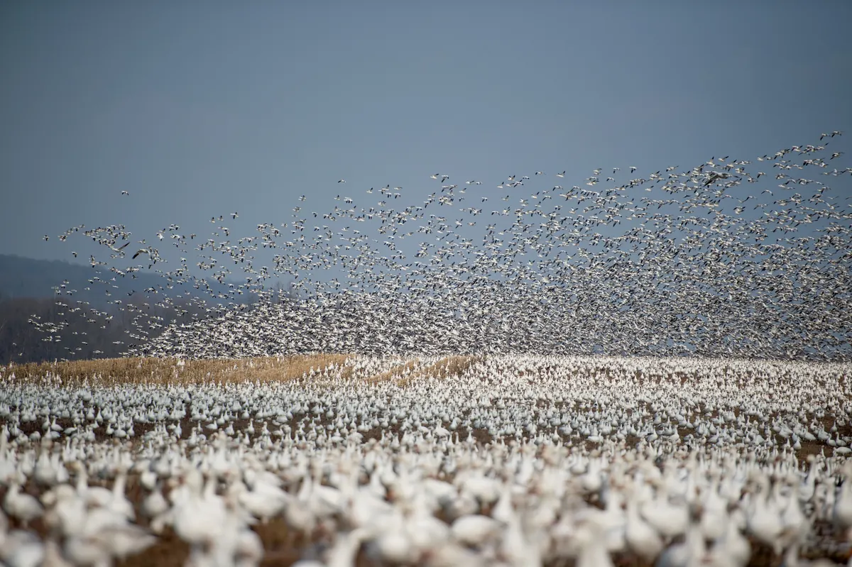 A field covered with resting snow geese while thousands more rise into a gray sky above a wooded ridge