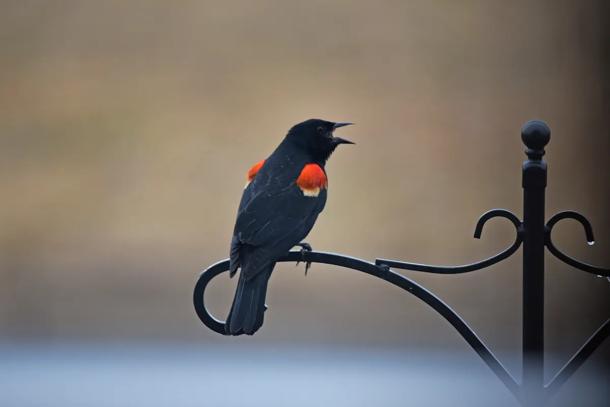 A male red-winged blackbird with red and yellow shoulder patches calling from a curled metal feeder hook