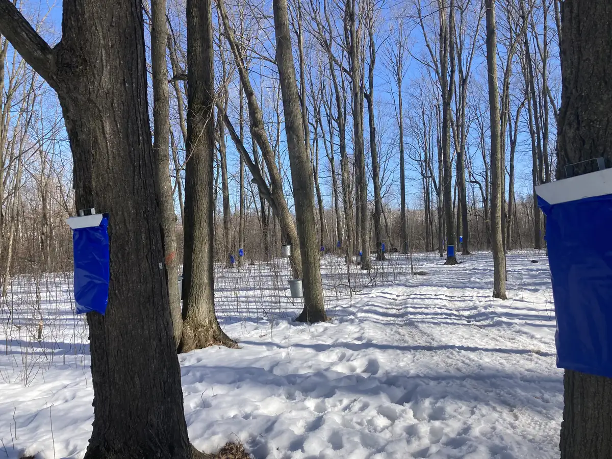 Sap collection bags and buckets hanging from maple trunks in a snowy sugarbush under a blue sky
