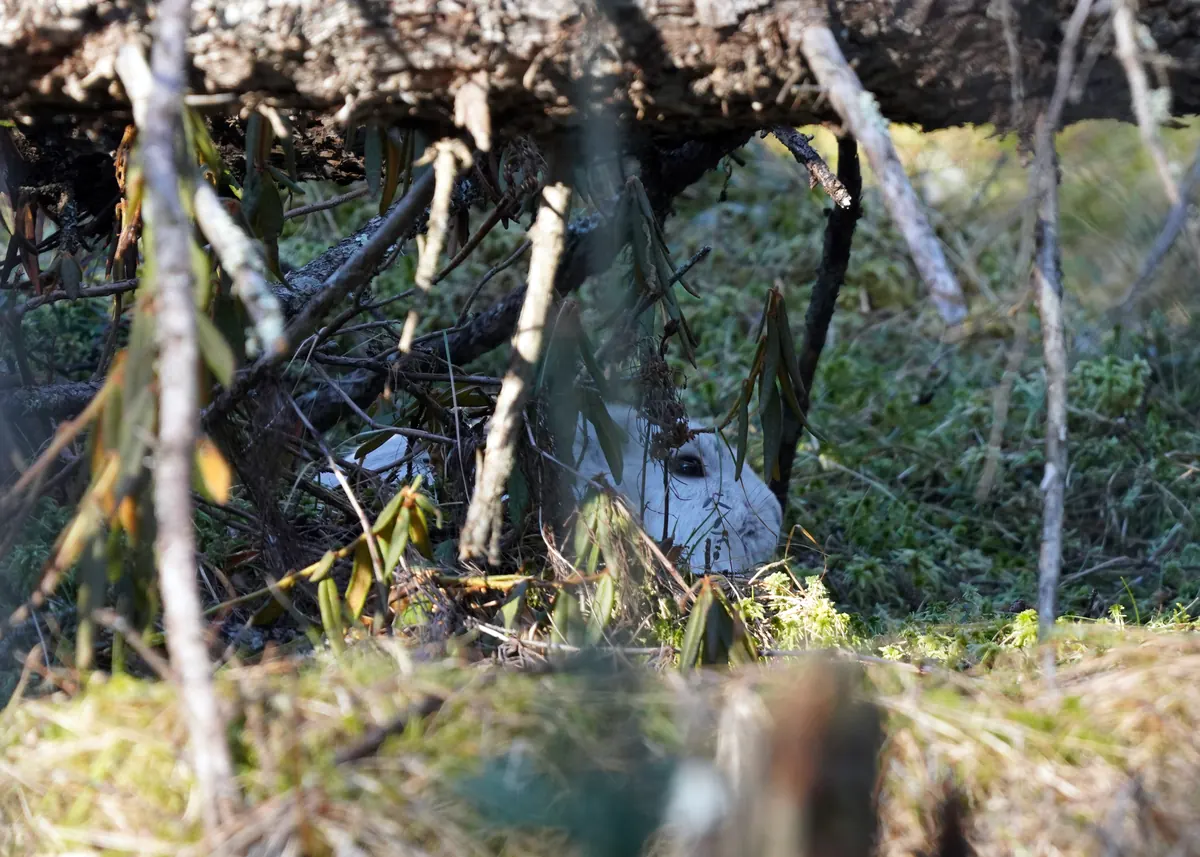 A white snowshoe hare hiding under a fallen log among brown and green ground cover with no snow