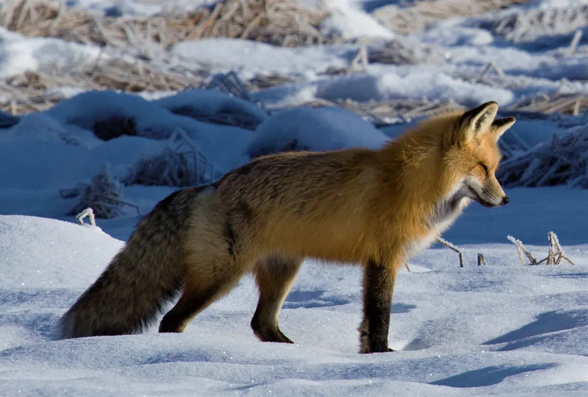 A red fox with a bushy dark-tipped tail standing in deep snow with frosted grass behind it