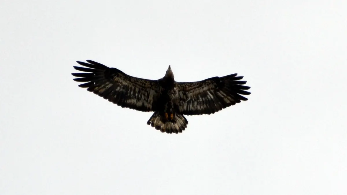 A young bald eagle soaring with wings fully spread against a pale gray sky