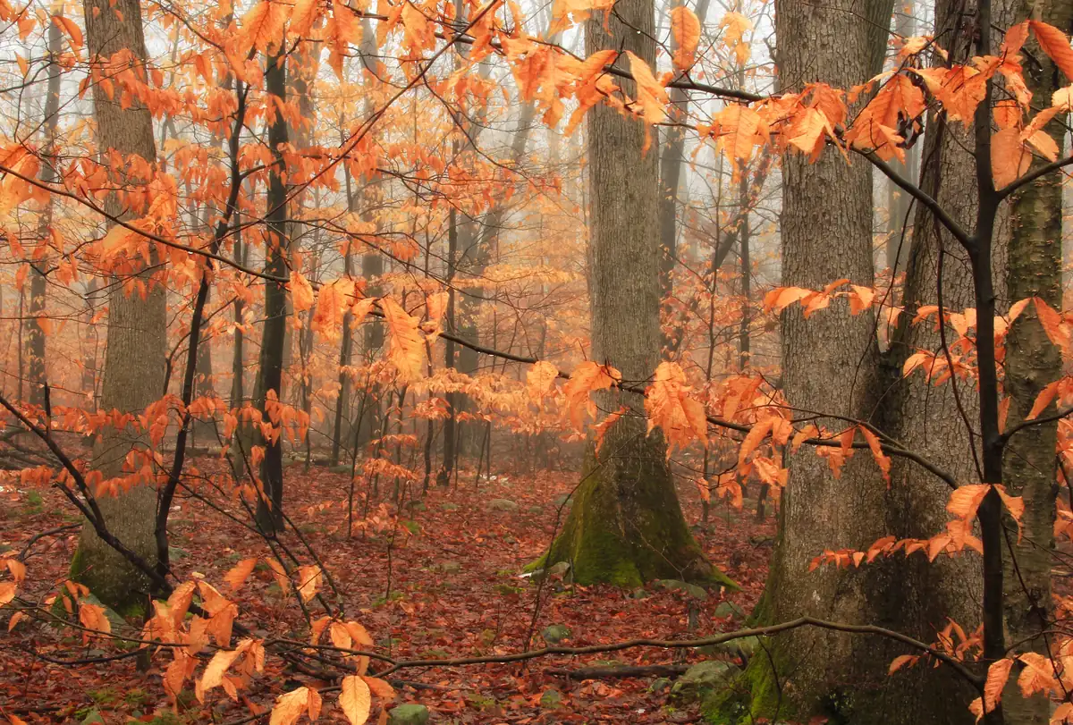 A misty forest of gray-barked trees with young beeches holding pale orange dead leaves on their branches