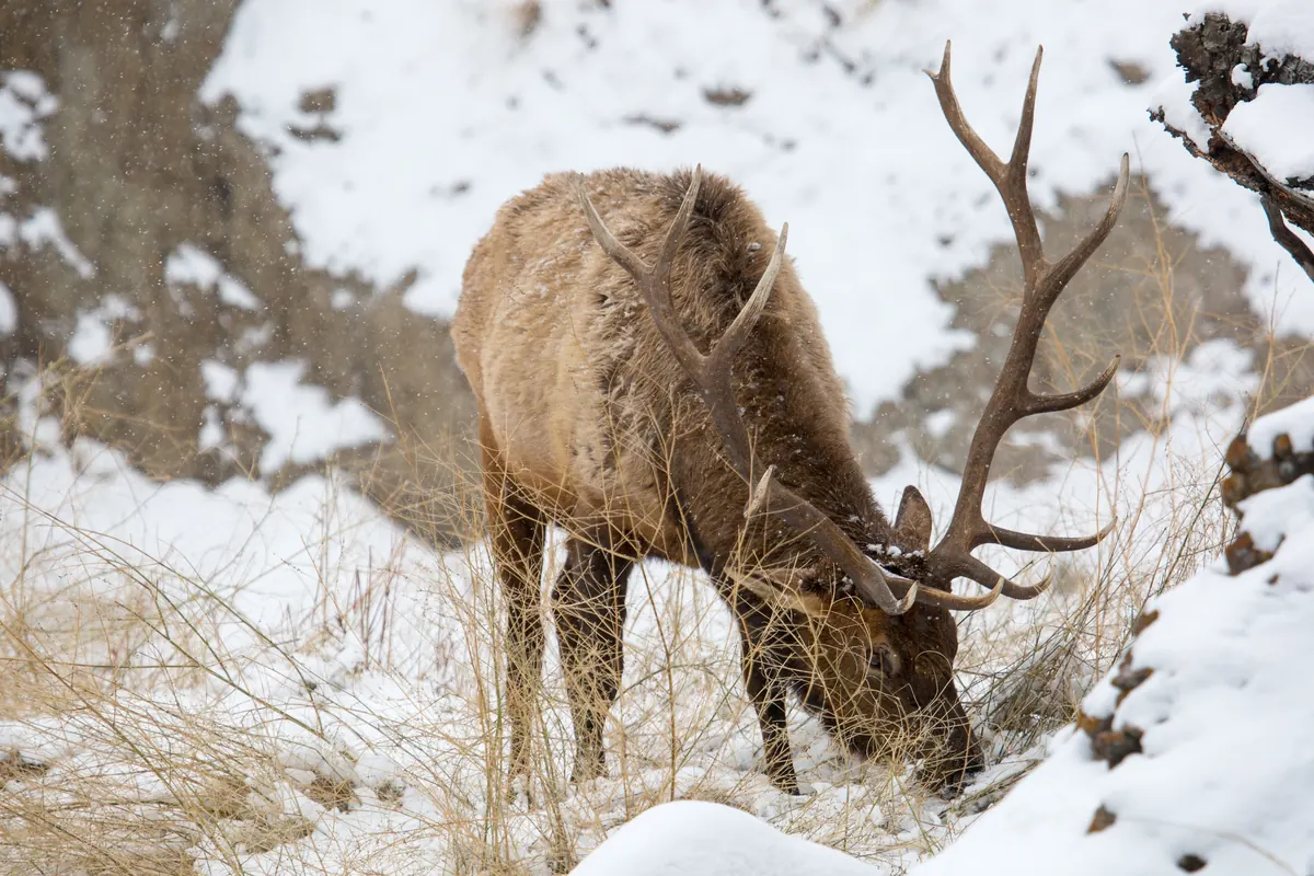 A bull elk with a large rack of antlers grazing on dry grass poking through snow on a hillside as snow falls