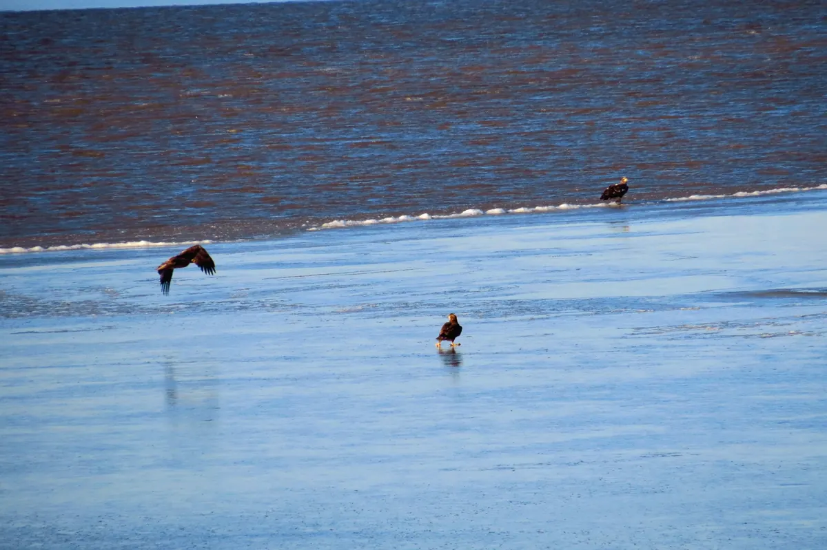 Three young dark bald eagles standing and flying over a frozen bay under a blue sky