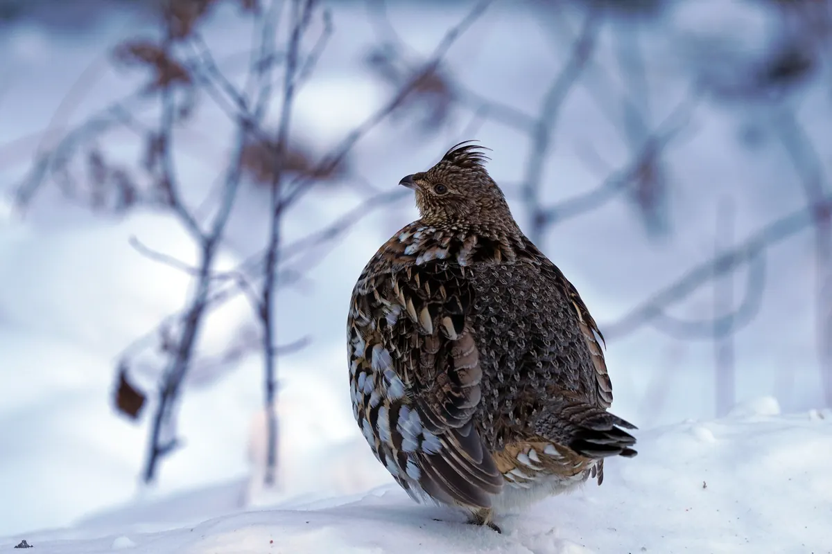 A ruffed grouse puffed up against the cold standing in snow