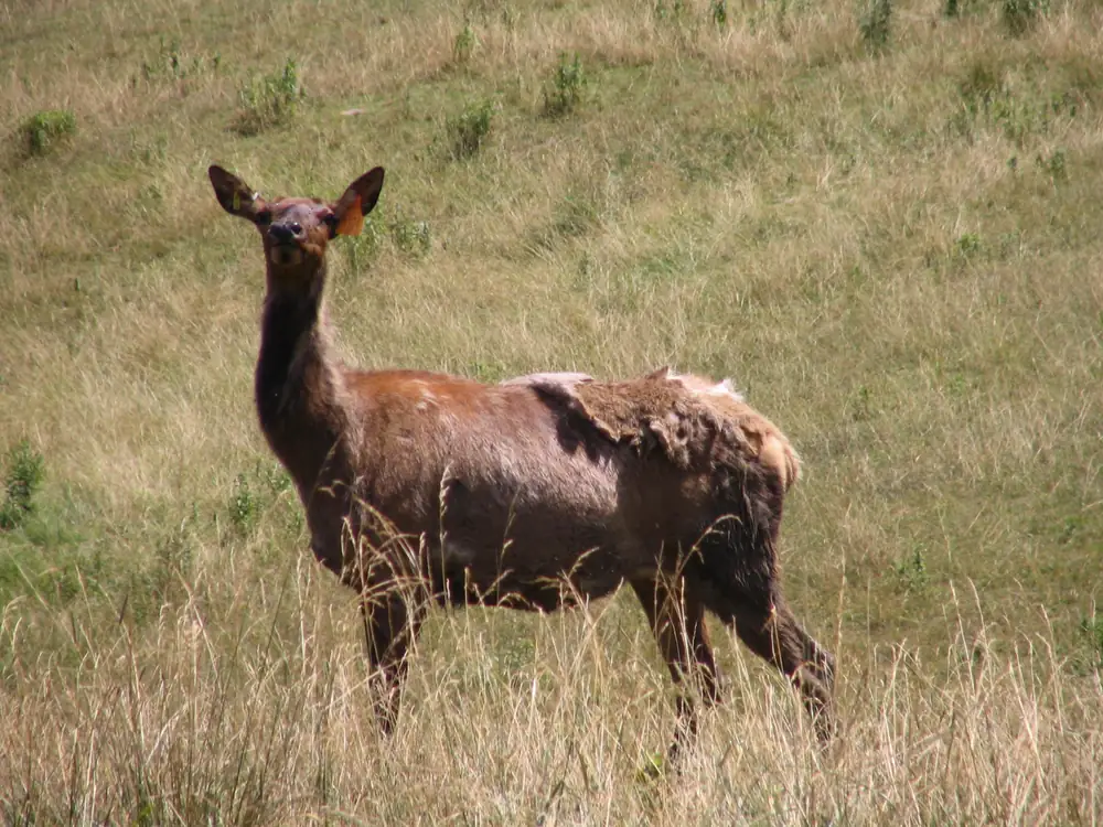 A brown elk cow standing in dry grass on a hillside with patches of winter coat peeling