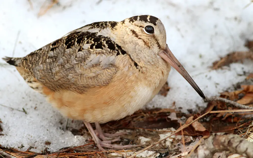 An American woodcock with a long bill and barred buff plumage stands on bare ground at the edge of melting snow