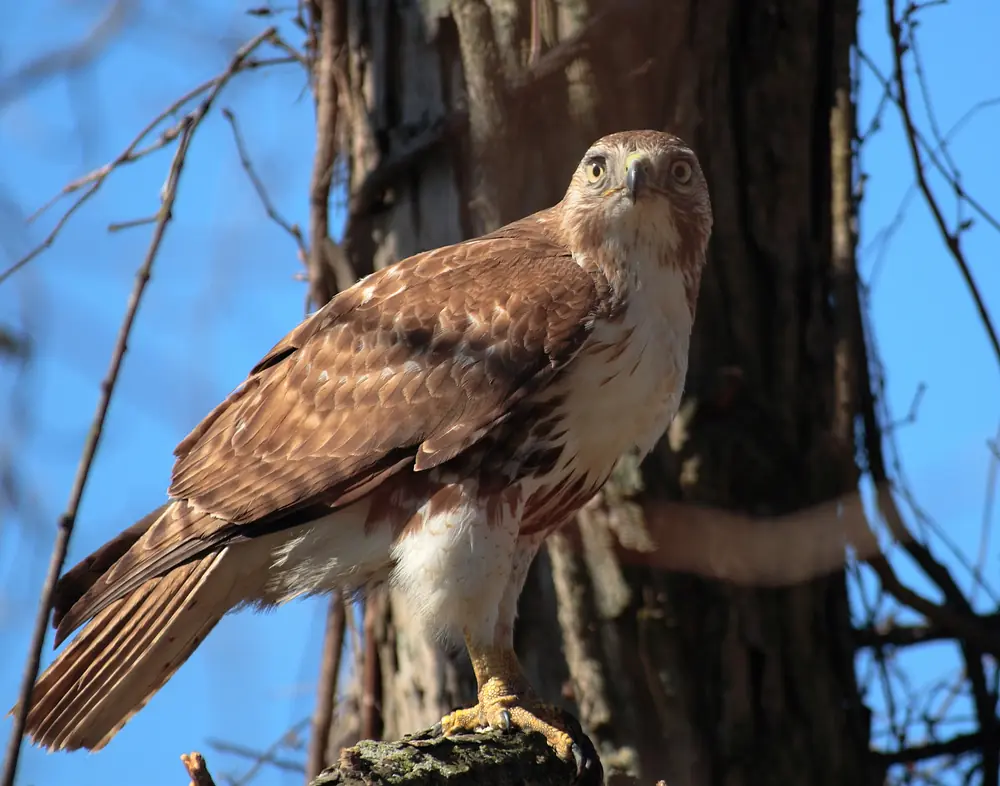 A red-tailed hawk perched on a tree trunk looking toward the camera against a blue sky