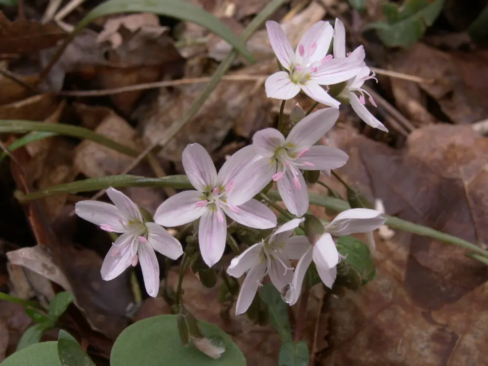 A cluster of pink-striped spring beauty flowers over dead leaves on the forest floor