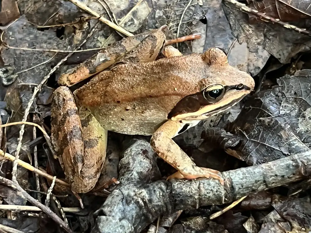A tan wood frog with a dark mask sits among wet leaves and twigs on the forest floor