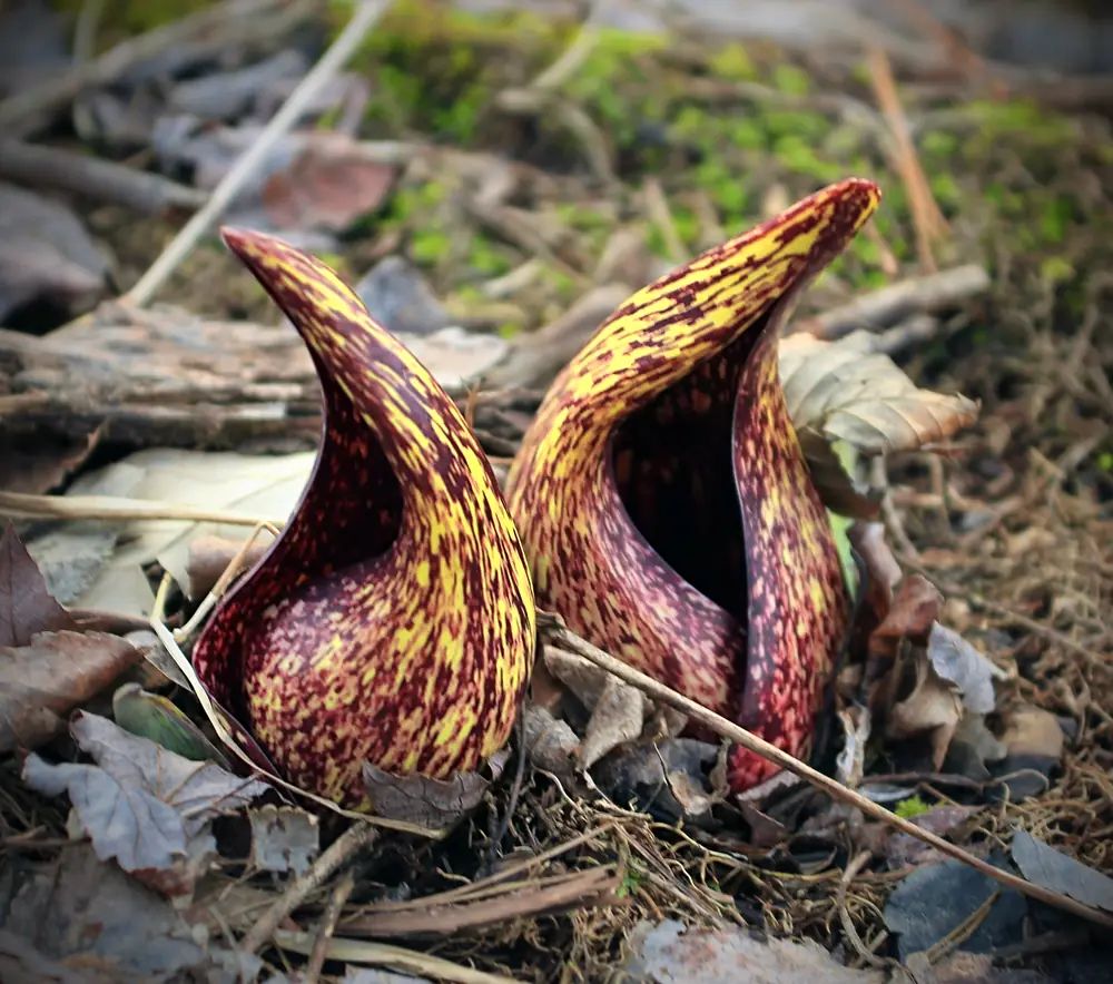 Two maroon and yellow mottled skunk cabbage hoods rising from wet ground among dead leaves