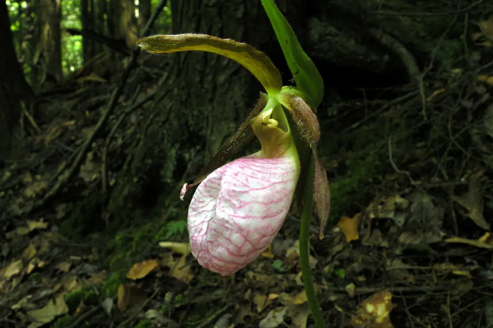 A pink lady's slipper orchid with a pale pink pouch-shaped flower and long twisted brownish sepals in dark leaf litter at the foot of a tree