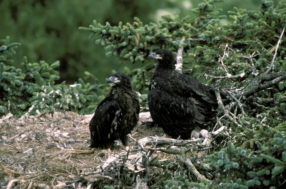 Two dark-brown young bald eagles standing in a large stick nest among conifer branches