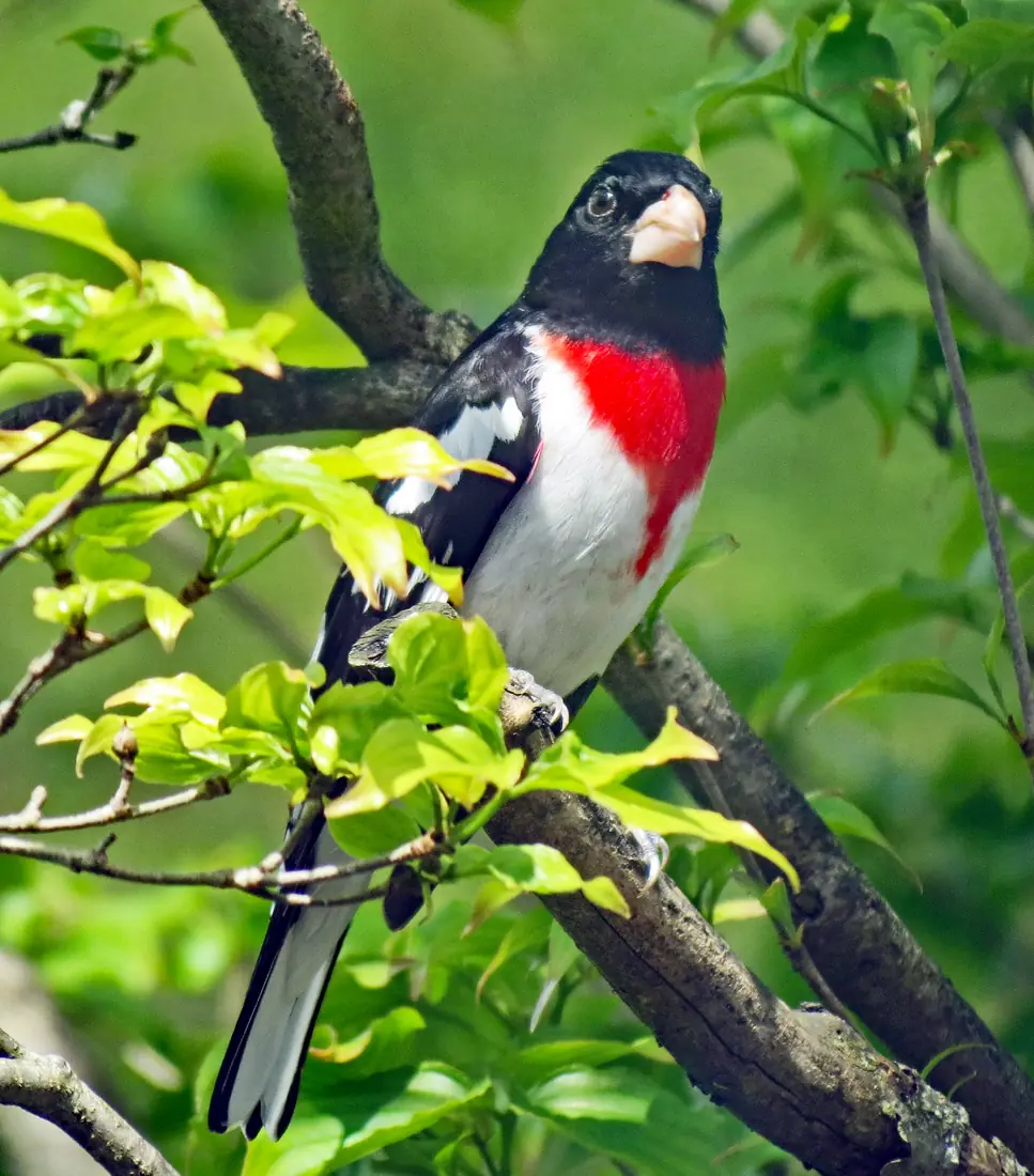 A male rose-breasted grosbeak with a black head, white belly and a red triangle on its breast perched on a branch
