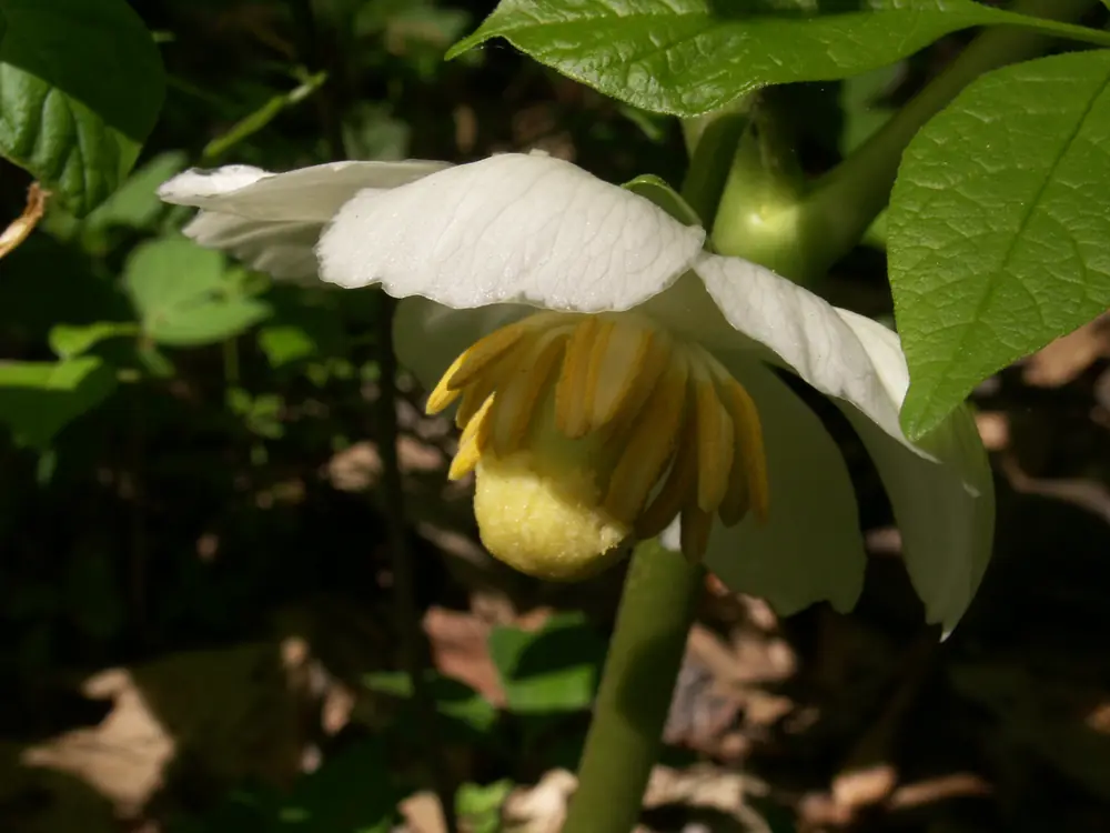 A white mayapple flower hanging beneath a pair of large umbrella-like green leaves