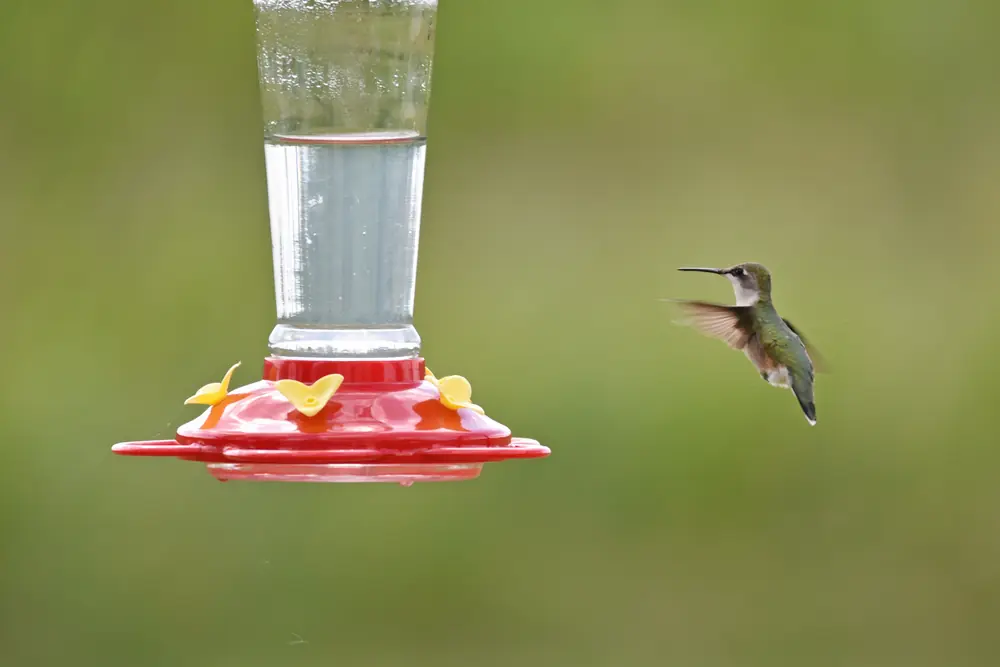 A female ruby-throated hummingbird hovering at a red hummingbird feeder