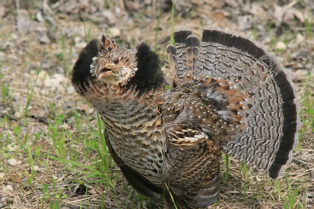 A male ruffed grouse on bare ground with its ruff raised and its barred tail fanned