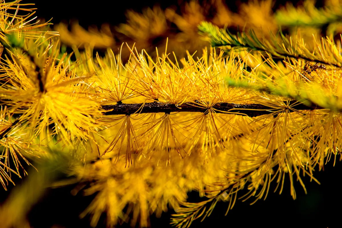 Close view of a tamarack twig with tufts of soft golden-yellow needles against a dark background