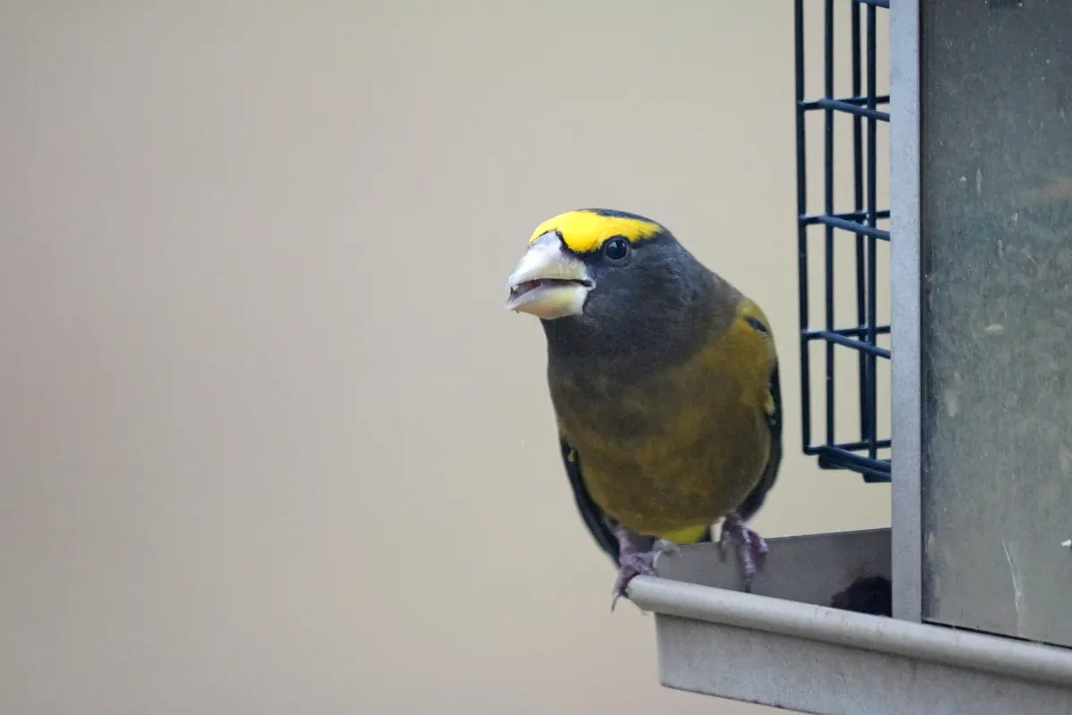 A male evening grosbeak, olive-yellow with a dark head, bright yellow eyebrow and a heavy pale bill, perched on the tray of a seed feeder