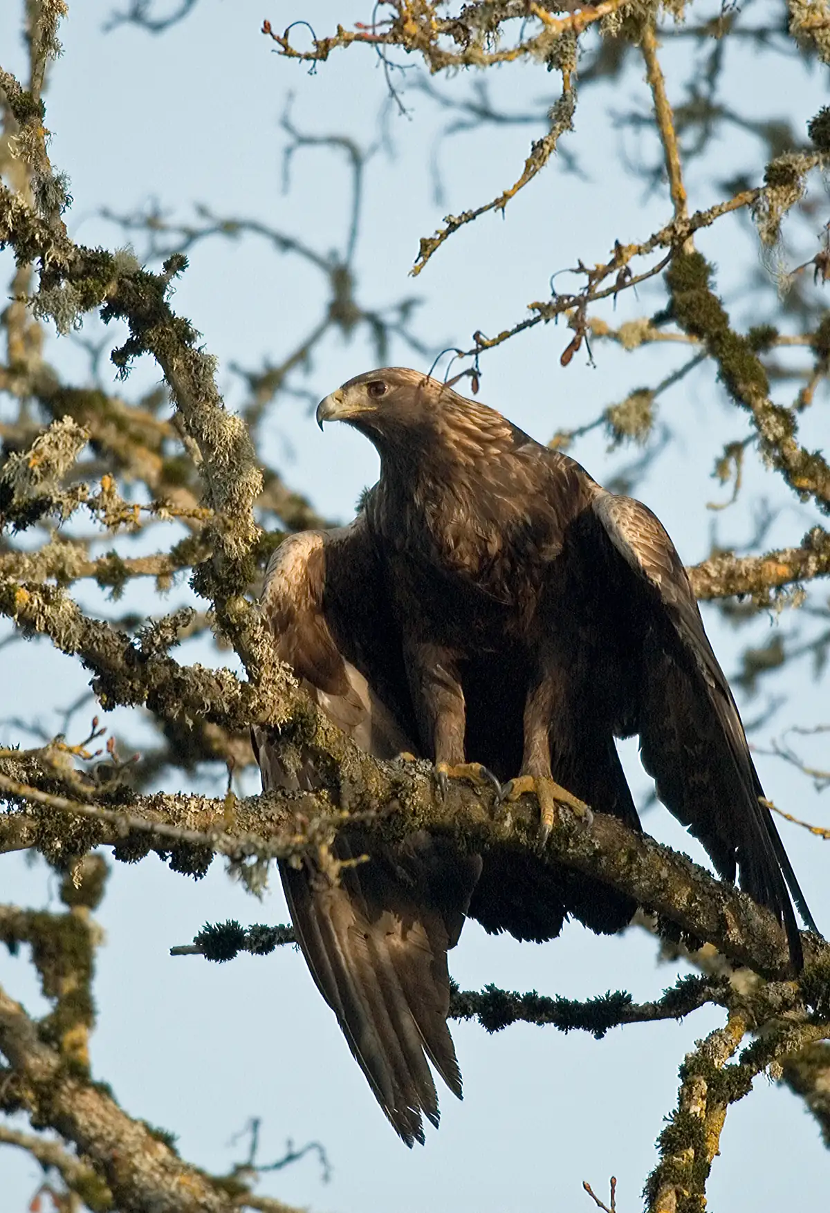 A dark brown golden eagle with golden nape feathers perched on a lichen-covered branch with its wings half open