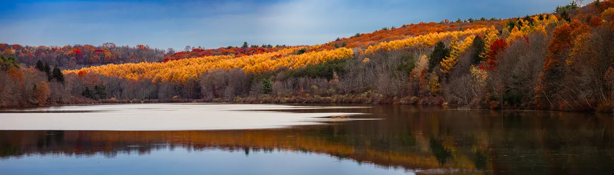 A still lake reflecting a hillside of bare gray trees banded with bright golden conifers and a few rust-red trees under a blue sky