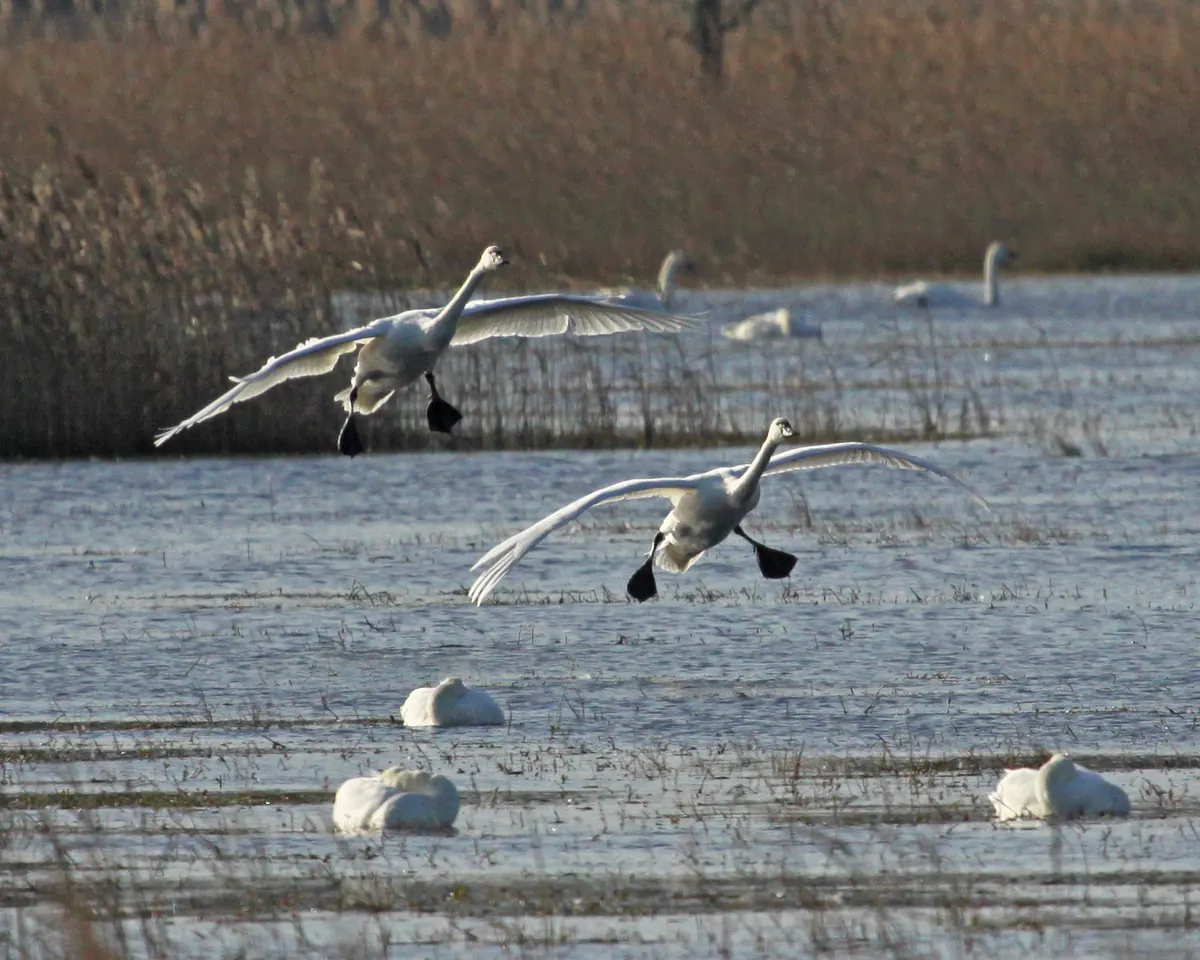 Two white tundra swans with black feet lowered coming in to land on shallow water while others rest on the marsh