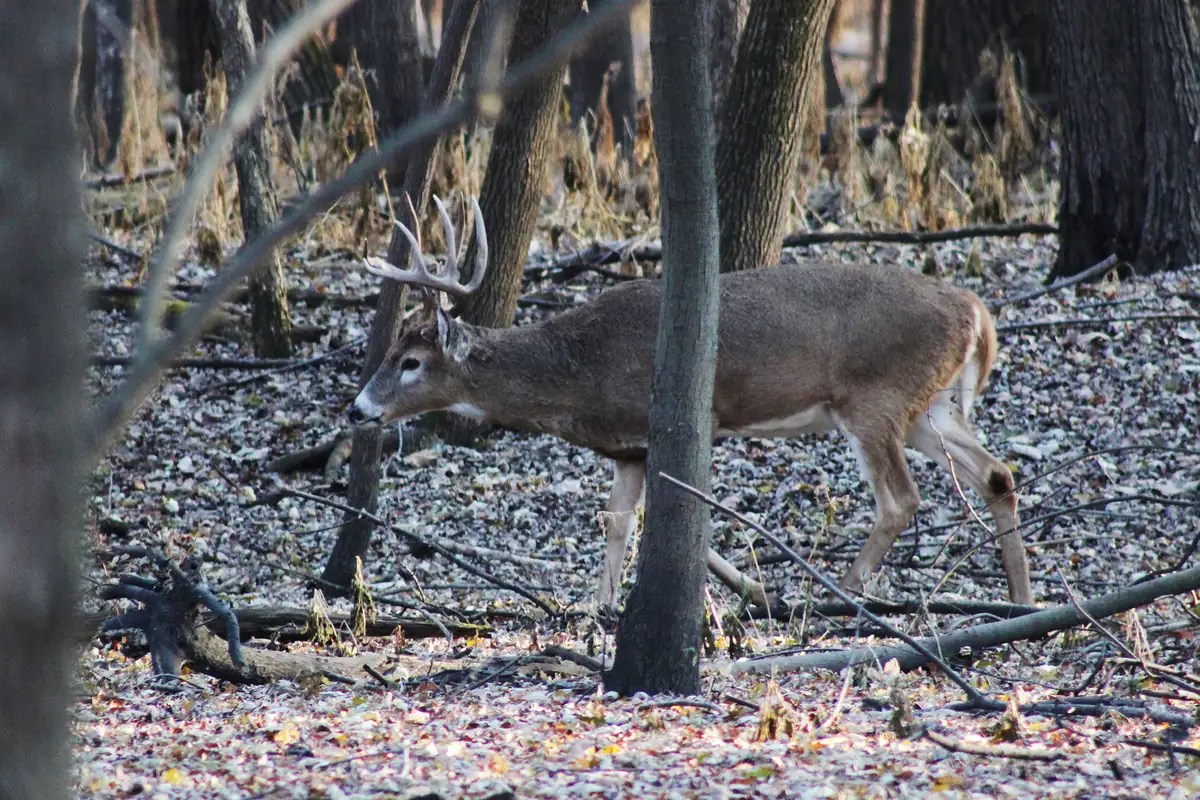 A white-tailed buck with a wide antler rack walking through a leaf-covered woodland of bare trees