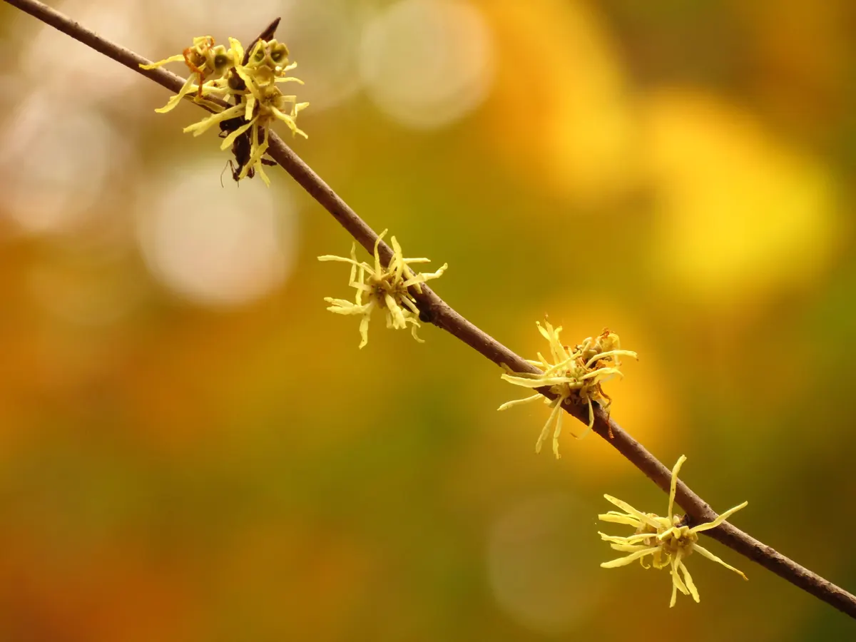 Spidery, ribbon-like yellow flowers of common witch hazel clustered along a twig