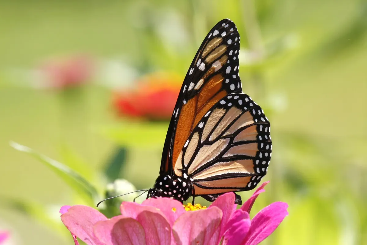 A monarch butterfly with open orange and black wings resting on a flower