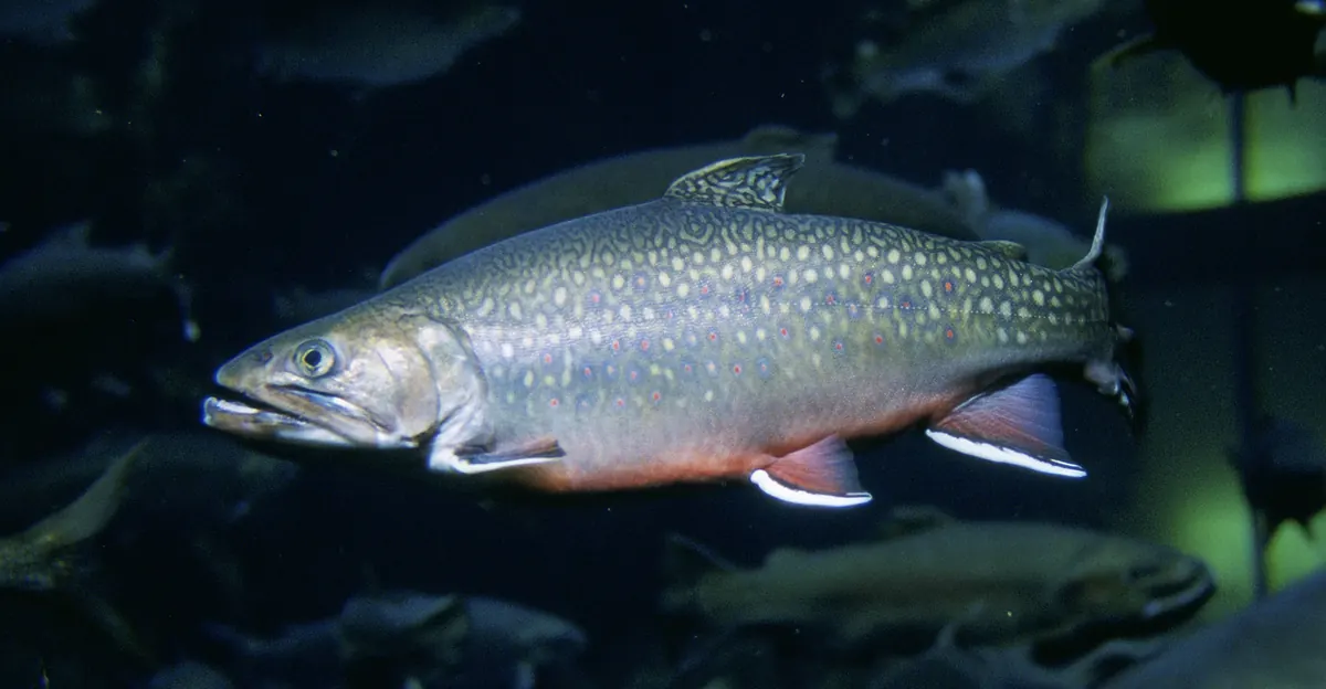 A brook trout with a dark green back, pale worm-like markings and red-spotted orange sides