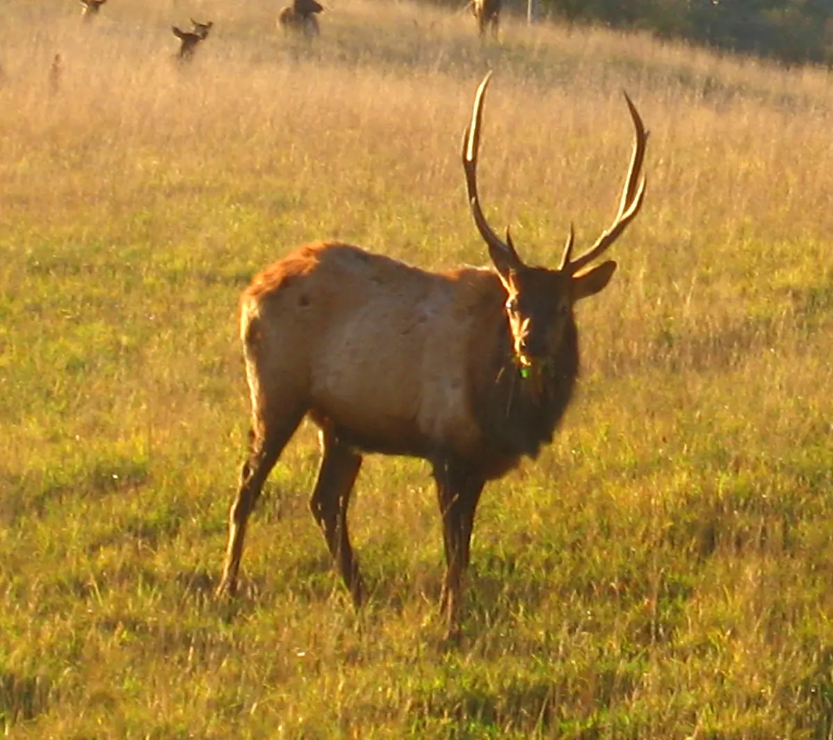 A bull elk with a large antler rack standing in a meadow and looking toward the camera