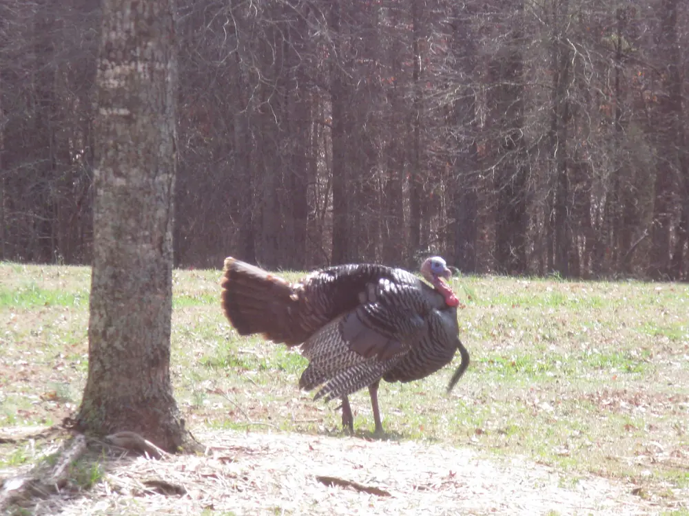 A male wild turkey with its tail fanned out and its bronze feathers shining in the sun
