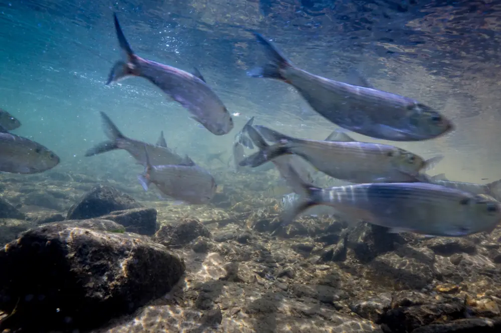 A school of silvery alewives swimming close together in shallow stream water