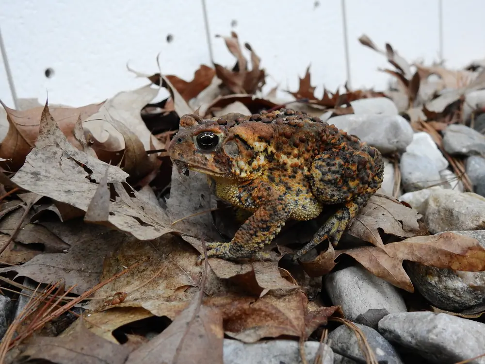 A brown, warty American toad sitting on the ground among green plants