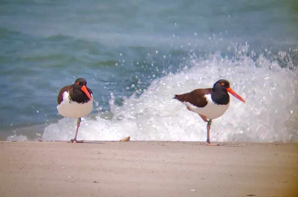 Two American oystercatchers with black heads, brown backs, white chests and bright orange-red bills standing on wet sand in front of a breaking wave