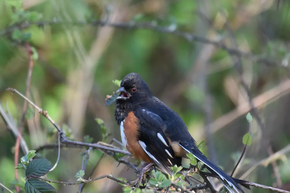 A male eastern towhee with a black hood, rust-colored sides and a red eye perched on a branch