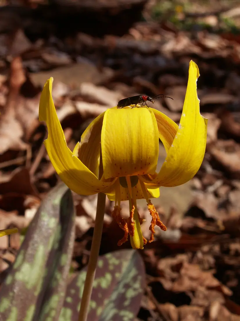 A nodding yellow trout lily with swept-back petals and orange anthers, a small beetle on top, above mottled green leaves and brown leaf litter