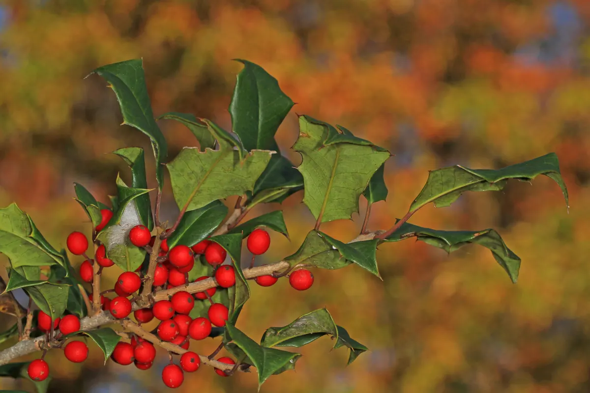 A branch of American holly with glossy, spiny green leaves and clusters of bright red berries against a blurred background of orange autumn trees.
