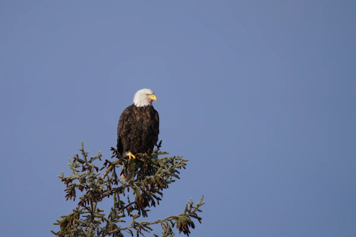 An adult bald eagle with a white head and yellow bill perched at the very top of a spruce against a clear blue winter sky.