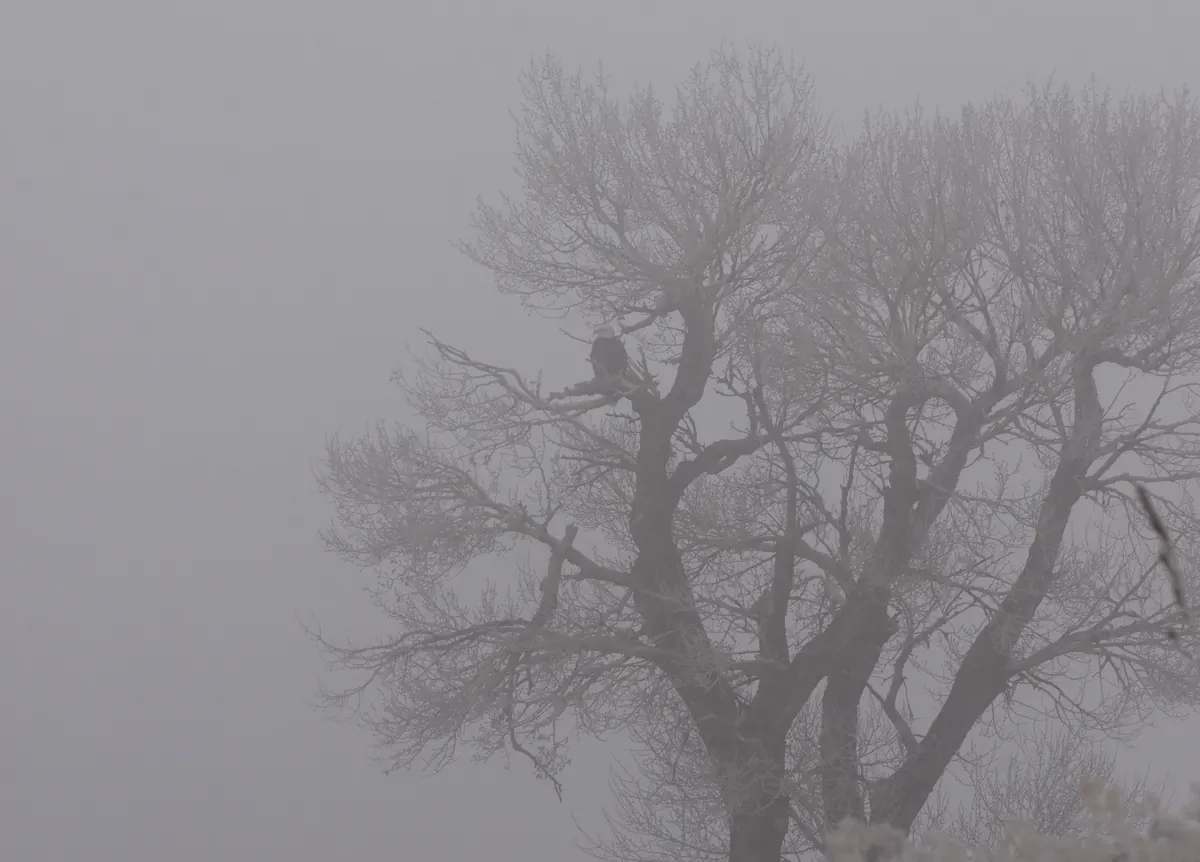 A bald eagle with a white head perched high in a large bare, frost-covered tree, almost lost in thick gray winter fog.