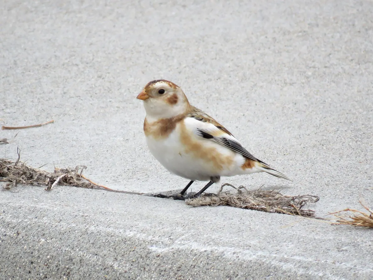 A small white and buff songbird with a short orange bill and dark-streaked wings standing on pale gray ground beside a few strands of dry grass.